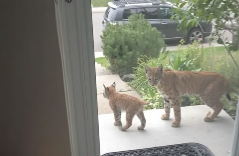 Calgary Bobcat Sightings Double as Wild Cats Lose Their Shyness