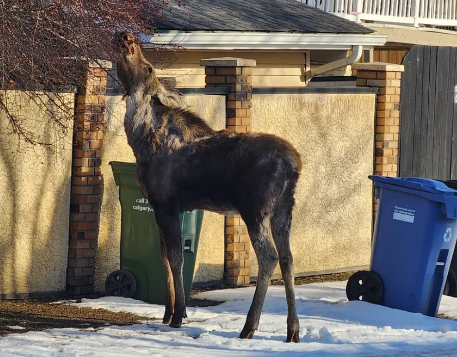 A Baby Moose Has Been Spotted Roaming Through Northwest Calgary And It's Not As Unusual As It Looks