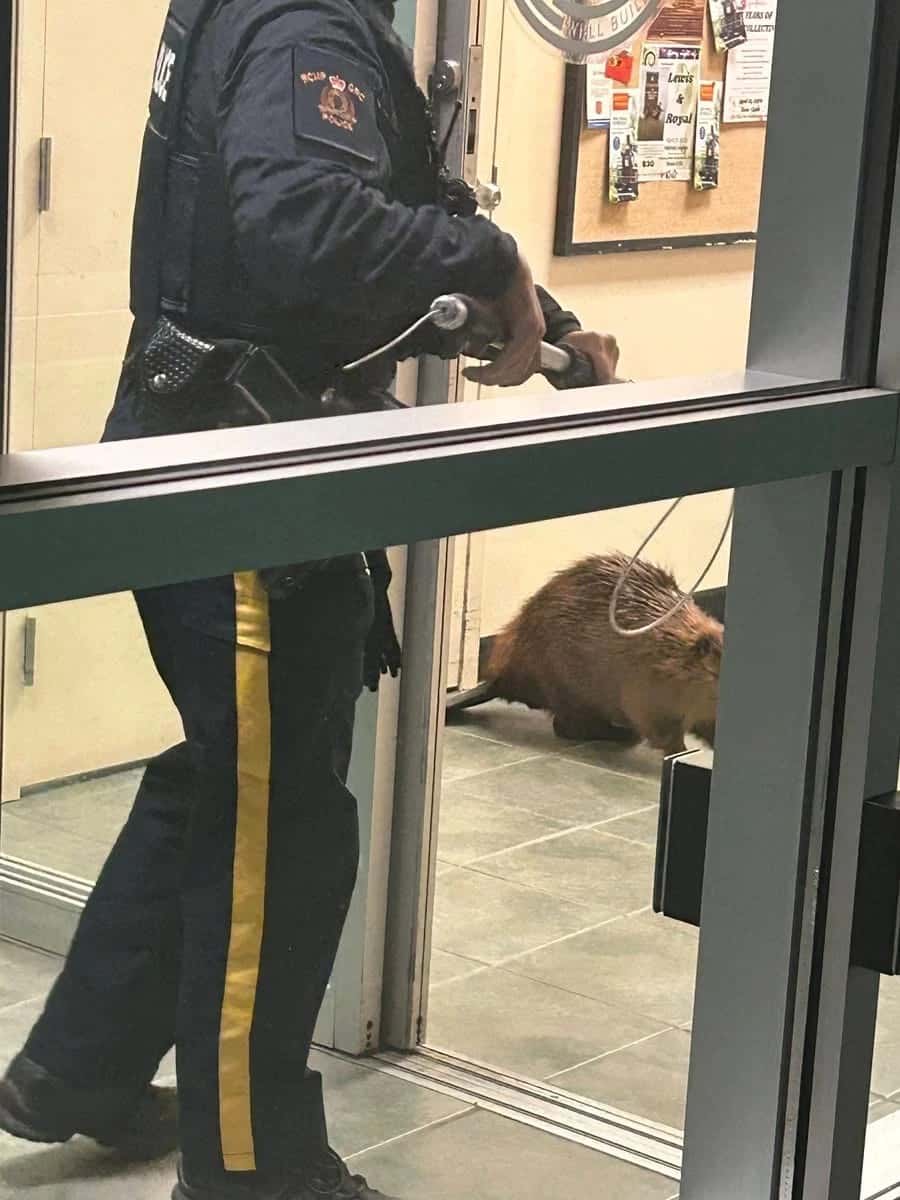 Alberta RCMP Respond to ‘Trespasser’ But It Turns Out to Be a Beaver