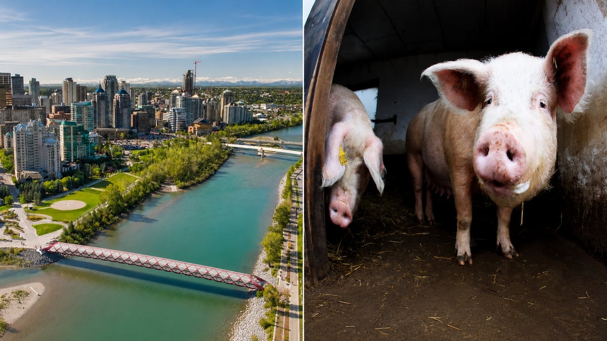 Calgary Police Are Tracking Pig Cadavers in the Bow River and the Same Method Already Helped Solve a Saskatchewan Homicide