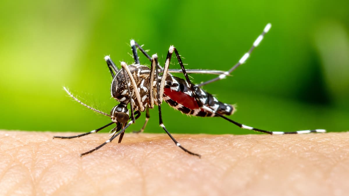 Edmonton Got Nearly 200mm of Rain in June. A New Mosquito That Carries West Nile Virus Is Taking Advantage of It