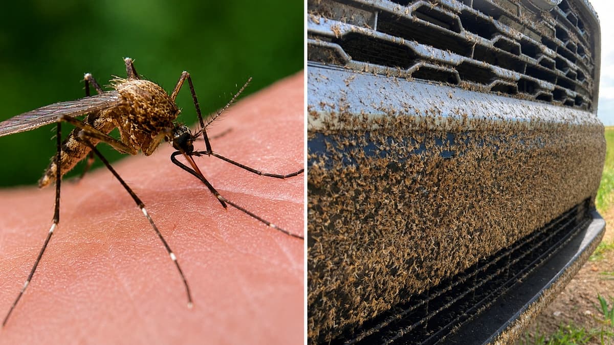 Edmonton Alberta's Worst Mosquito Season in Decades: Traps Went From 21 to 20,000 in Seven Weeks