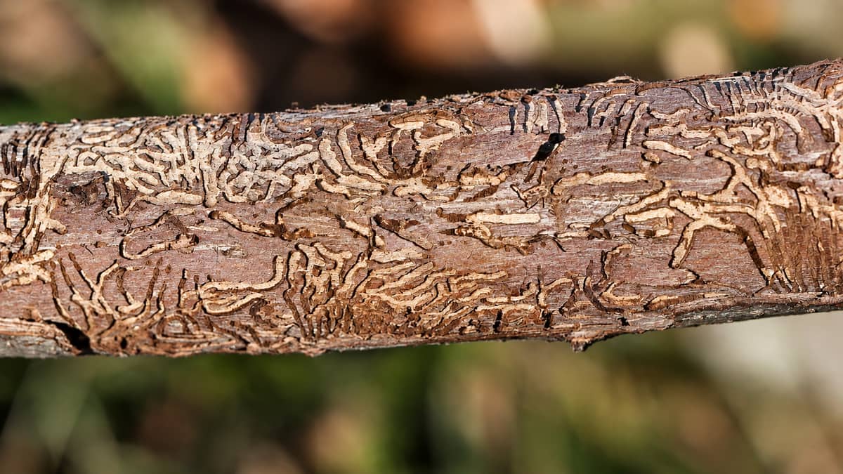 Dutch Elm Disease Hits 14 Cases in Edmonton After 4 More Trees Test Positive in Glengarry and Rossdale