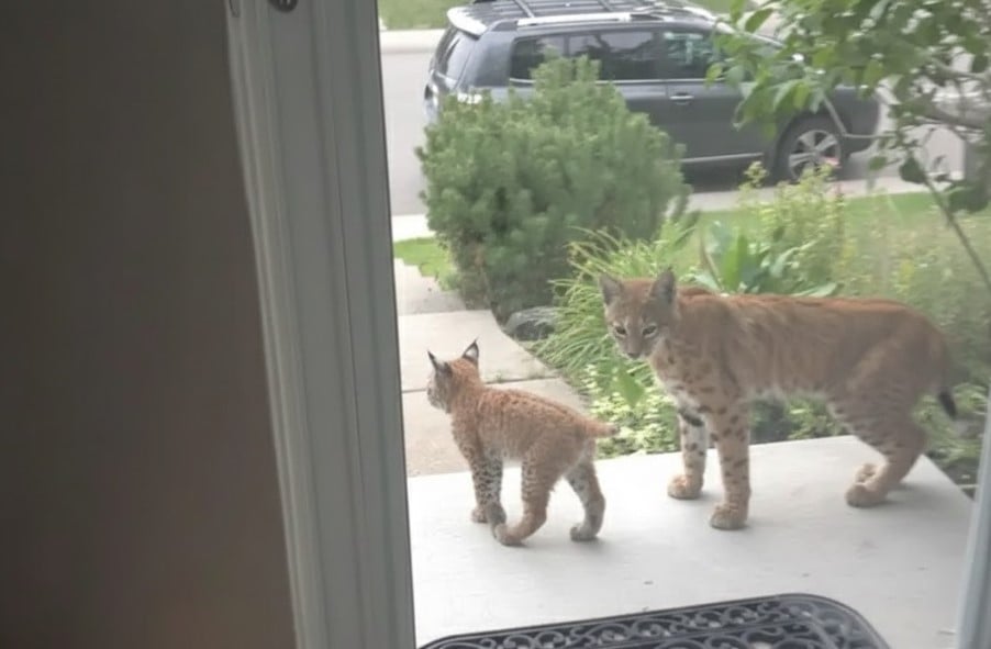 Bobcat In Calgary Calgary Bobcat Sightings Double as Wild Cats Lose Their Shyness ...